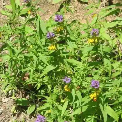 Foto von Hain-Wachtelweizen (Melampyrum nemorosum)