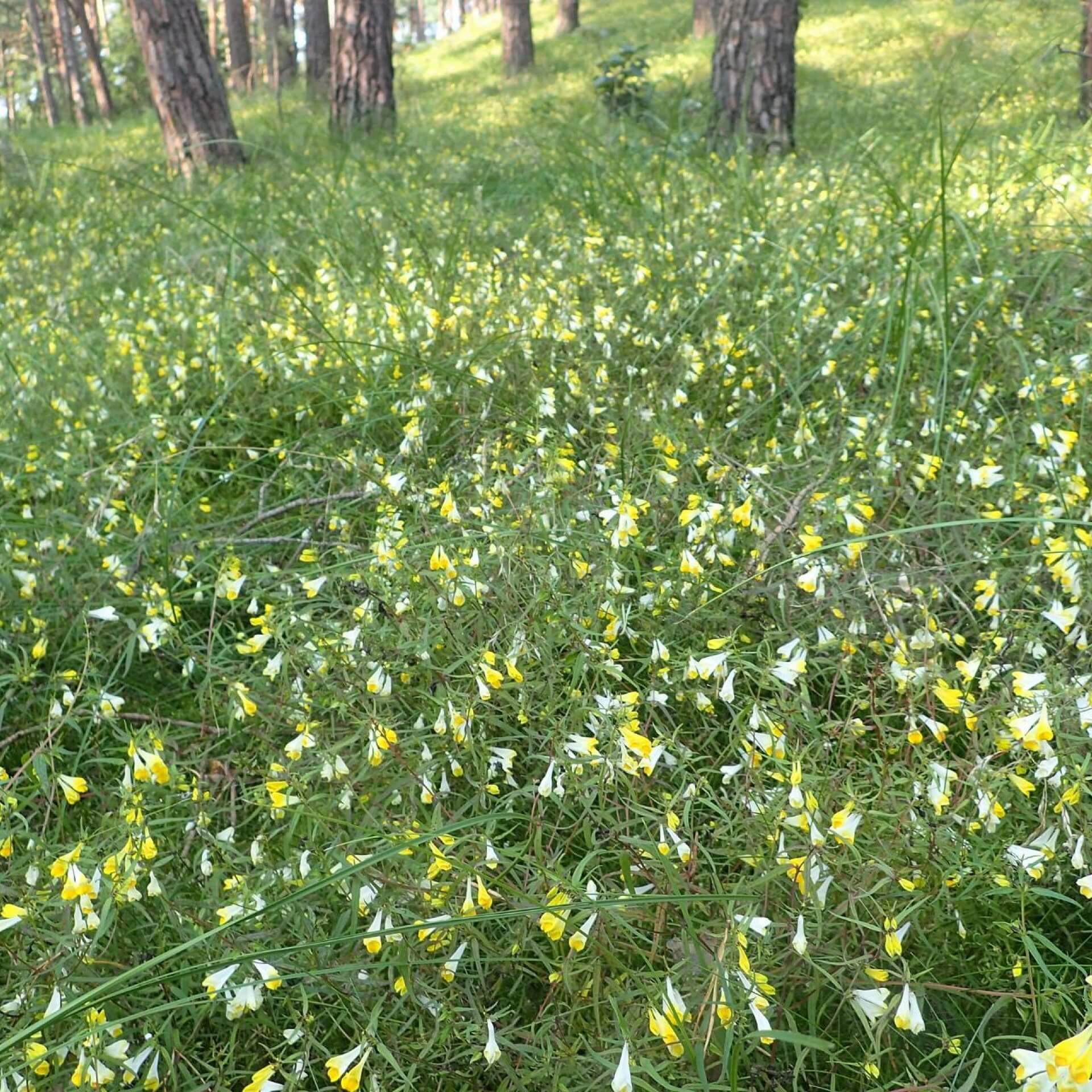 Wiesen-Wachtelweizen (Melampyrum pratense)