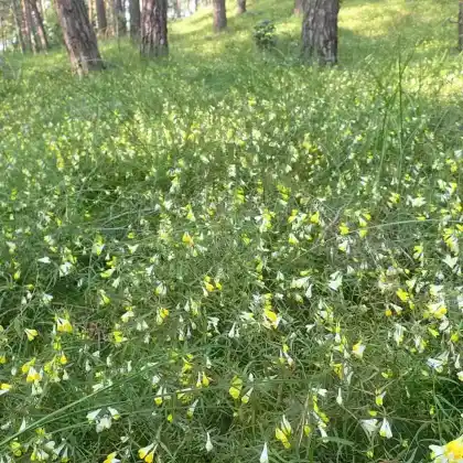 Foto von Wiesen-Wachtelweizen (Melampyrum pratense)