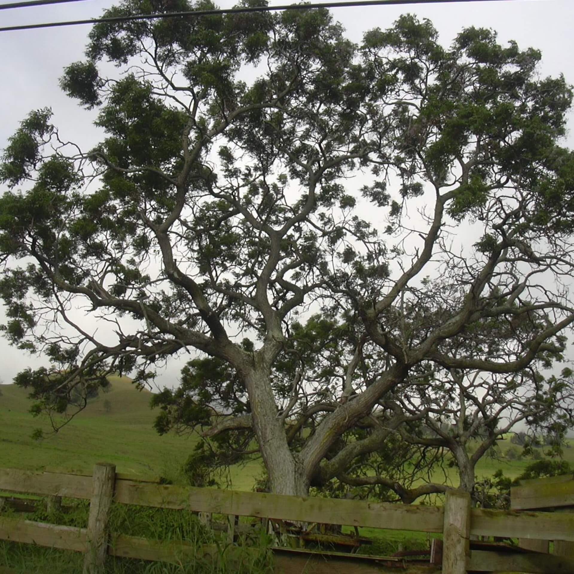 Paternosterbaum (Melia azedarach)