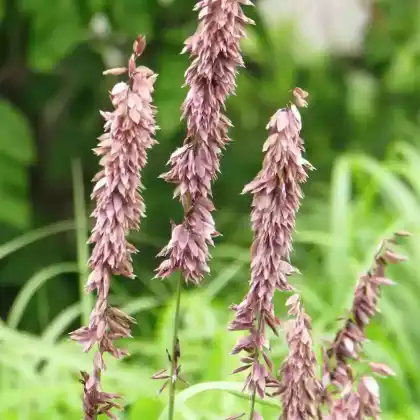 Foto von Perlgras 'Atropurpurea' (Melica altissima 'Atropurpurea')
