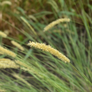 Melica ciliata