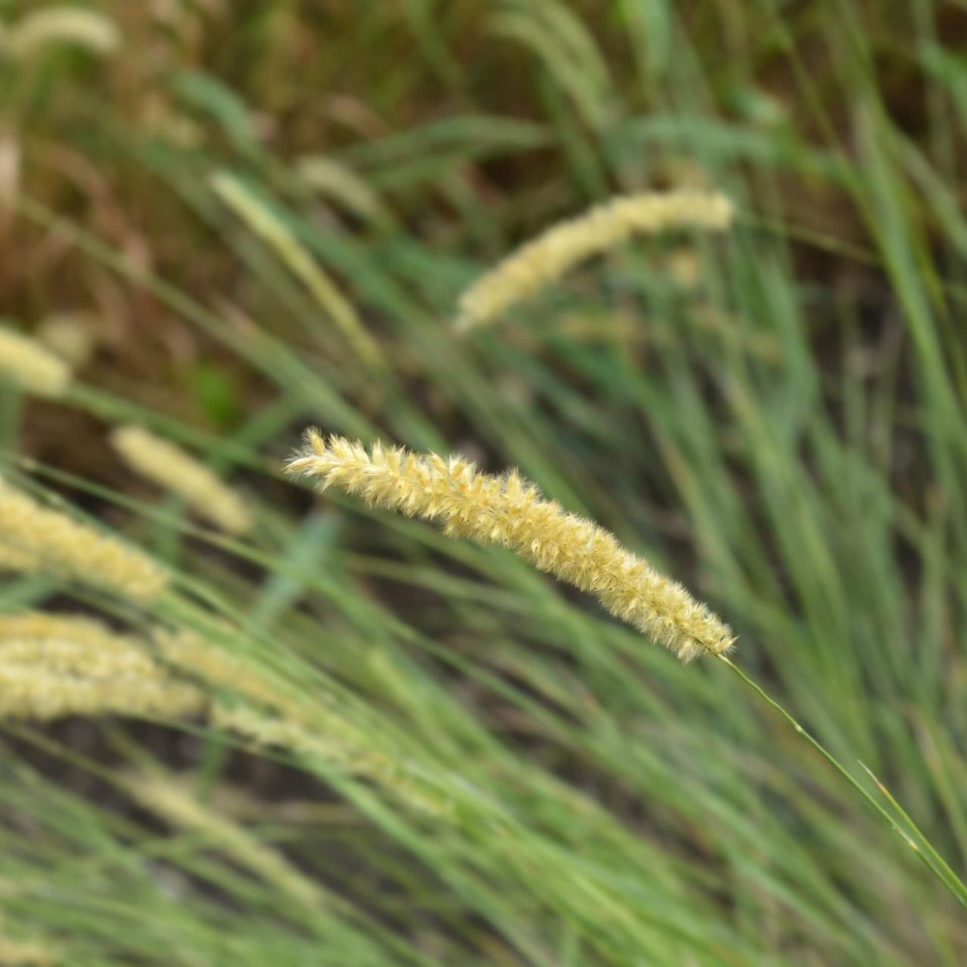 Wimper-Perlgras (Melica ciliata)