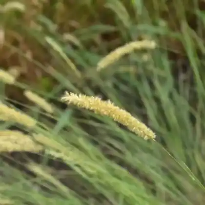 Foto von Wimper-Perlgras (Melica ciliata)