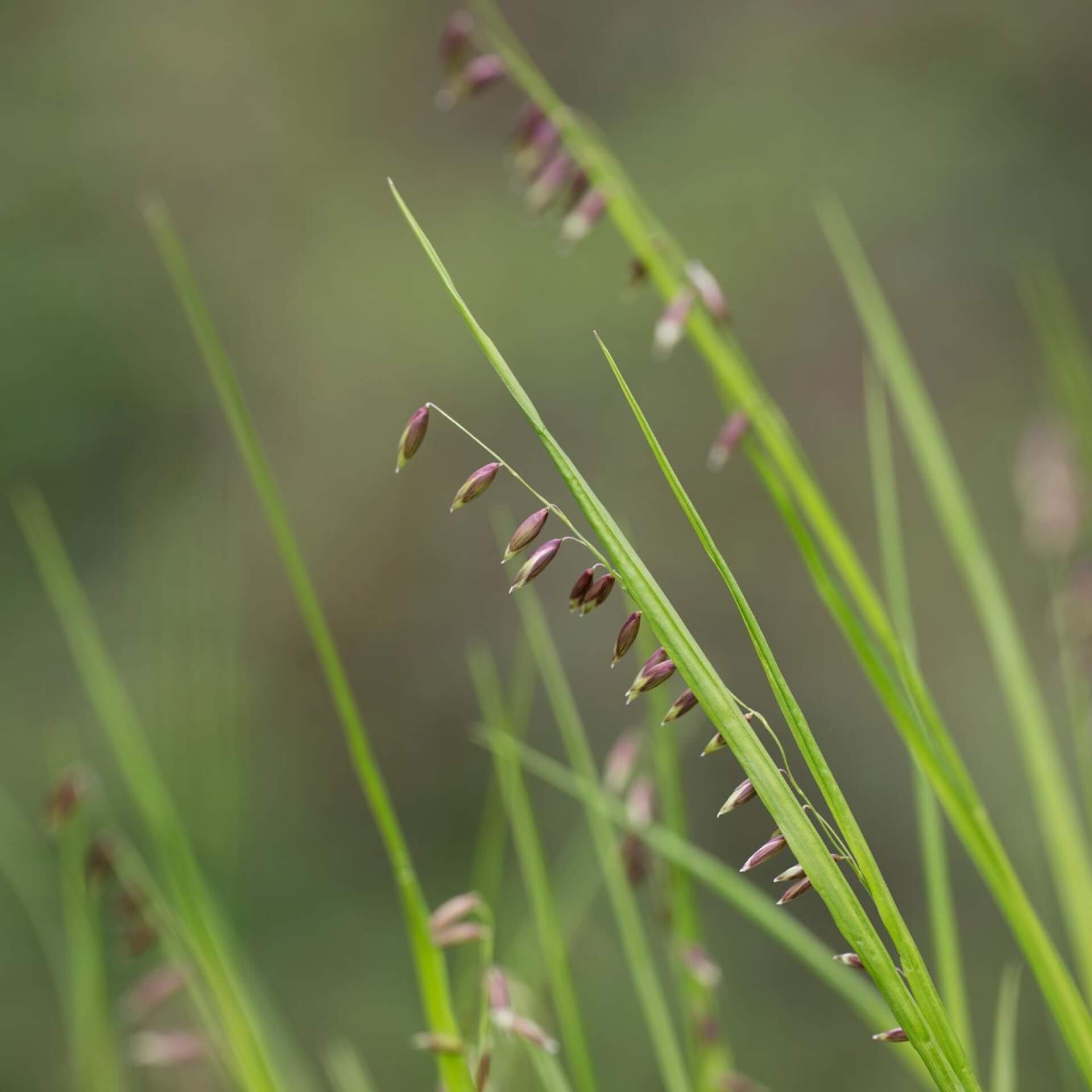 Nickendes Perlgras (Melica nutans)