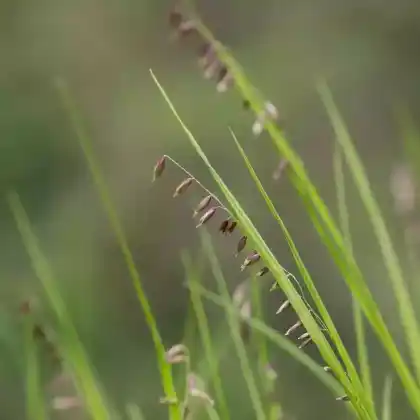 Foto von Nickendes Perlgras (Melica nutans)