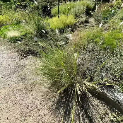 Foto von Siebenbürgisches Perlgras (Melica transsilvanica)
