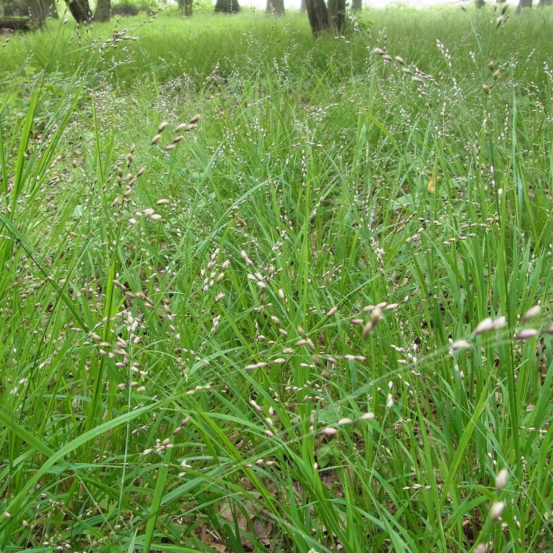 Einblütiges Perlgras (Melica uniflora)