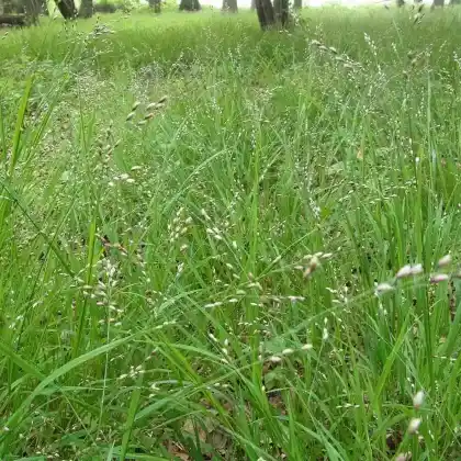 Foto von Einblütiges Perlgras (Melica uniflora)
