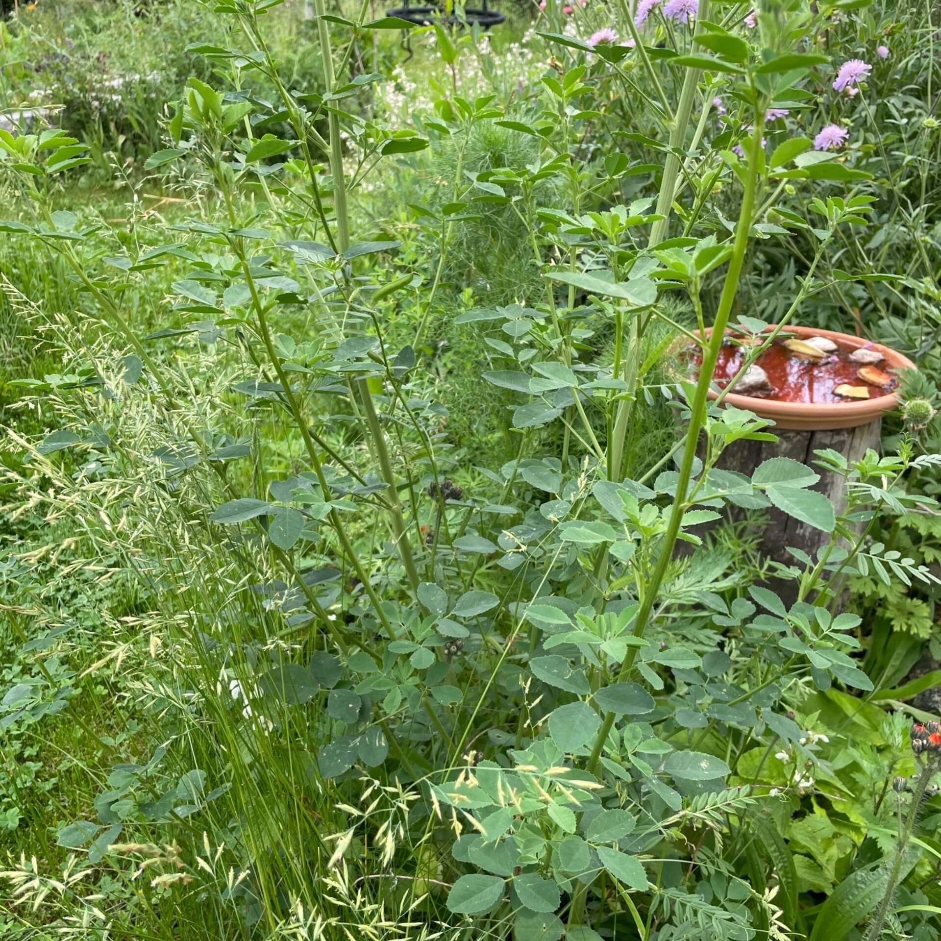 Weißer Steinklee (Melilotus albus)