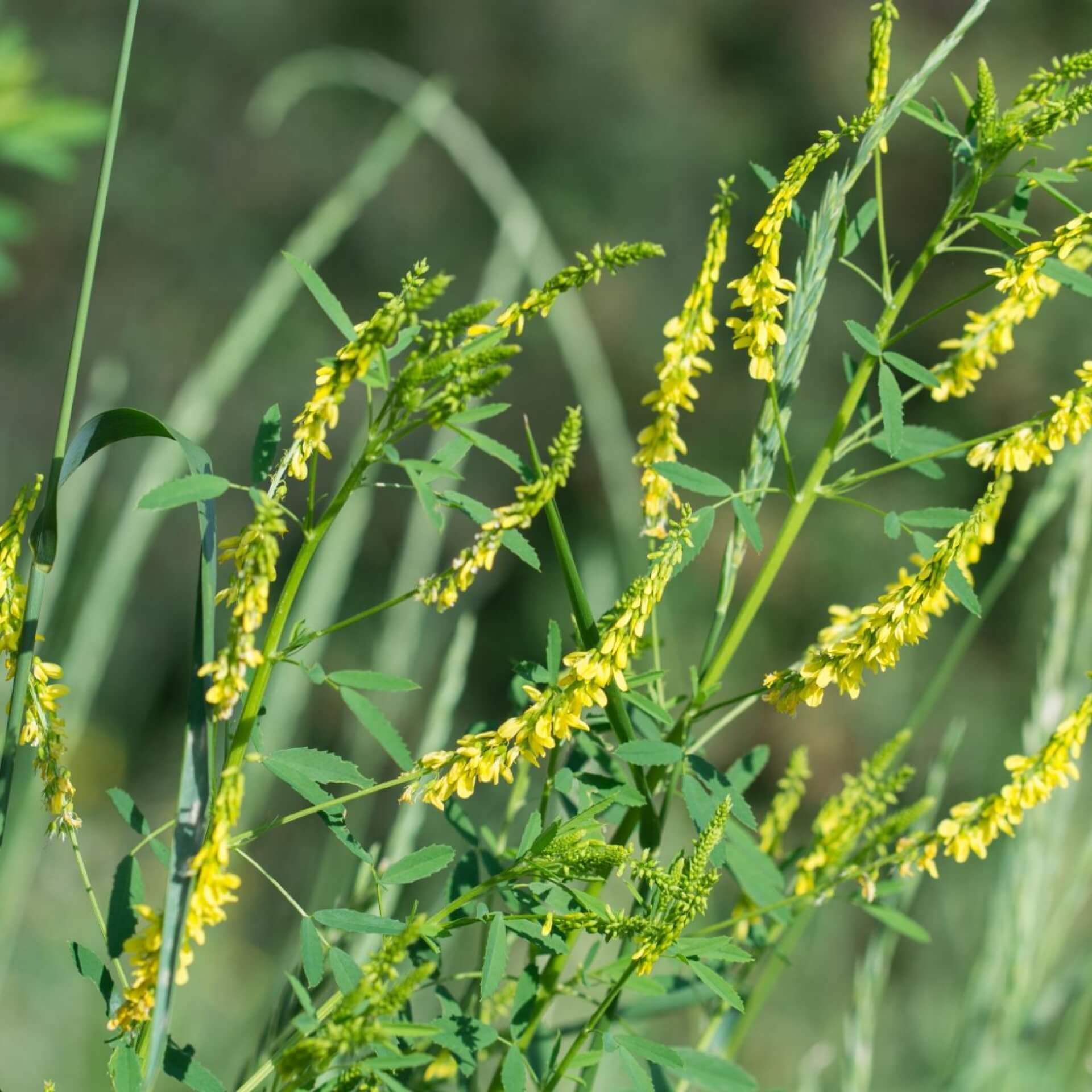 Echter Steinklee (Melilotus officinalis)