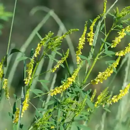 Foto von Echter Steinklee (Melilotus officinalis)