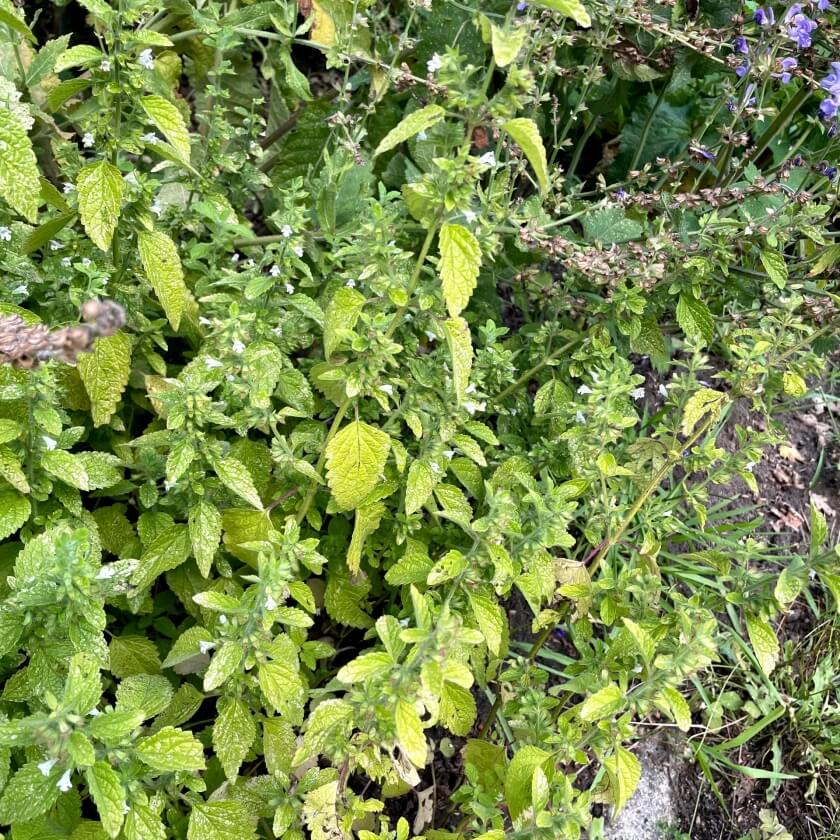 Zitronenmelisse / Melissa officinalis
