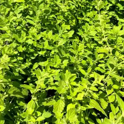 Foto von Zitronenmelisse (Melissa officinalis)