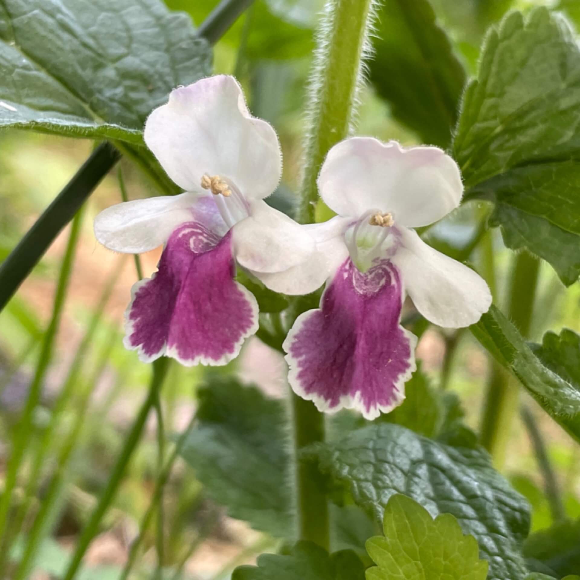 Immenblatt (Melittis melissophyllum)