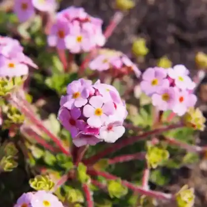 Foto von Himalaya-Mannsschild  (Androsace sarmentosa)
