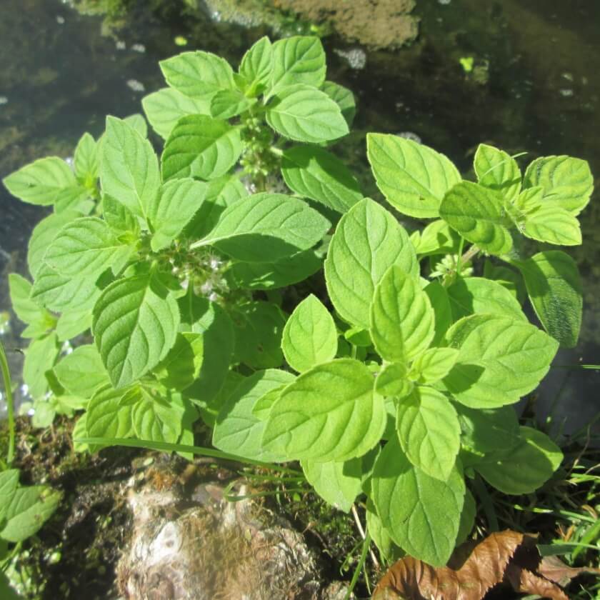 WasserMinze / Mentha aquatica