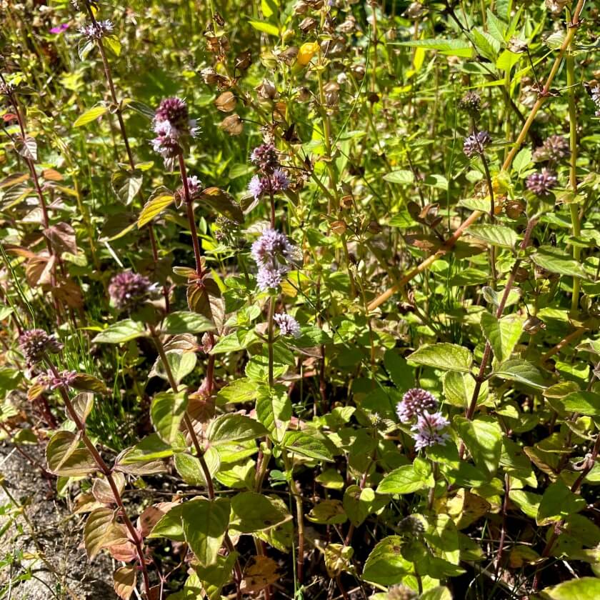 WasserMinze / Mentha aquatica