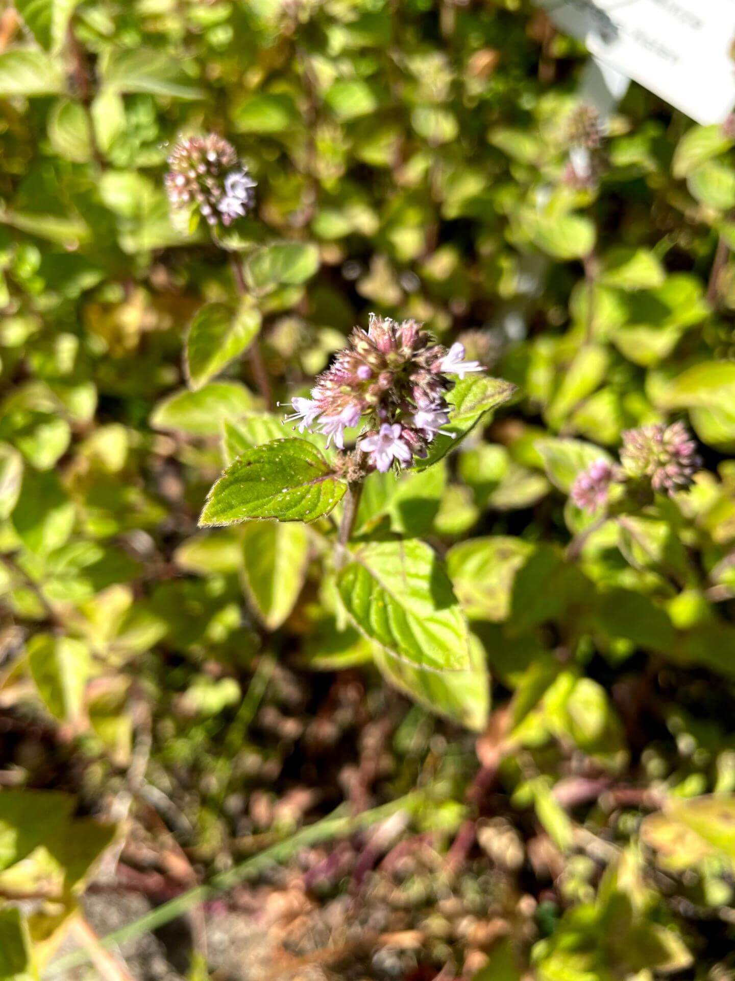 WasserMinze / Mentha aquatica