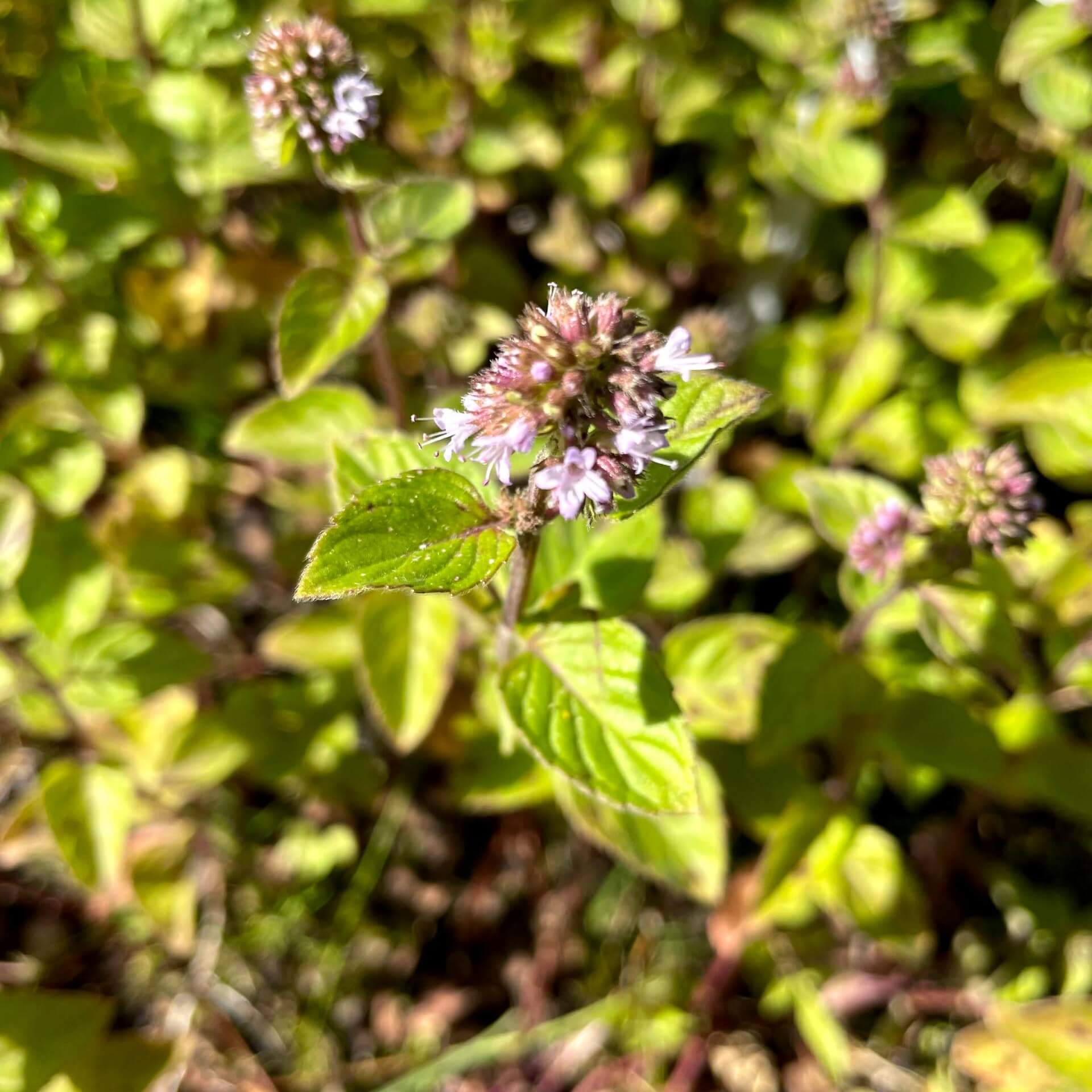 Wasser-Minze (Mentha aquatica)