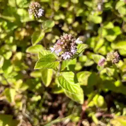Foto von Wasser-Minze (Mentha aquatica)