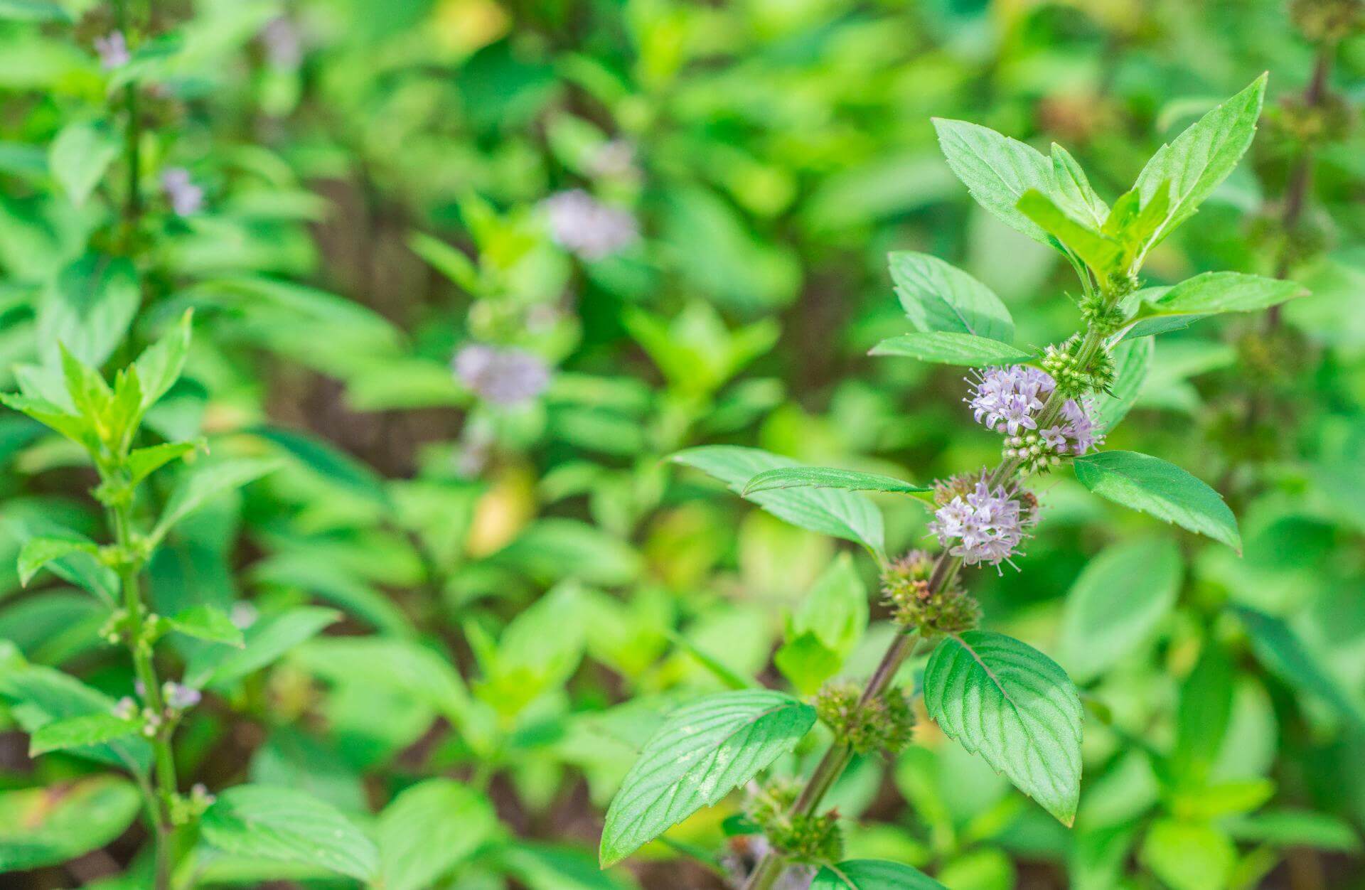 AckerMinze Expertenwissen für Garten & Balkon