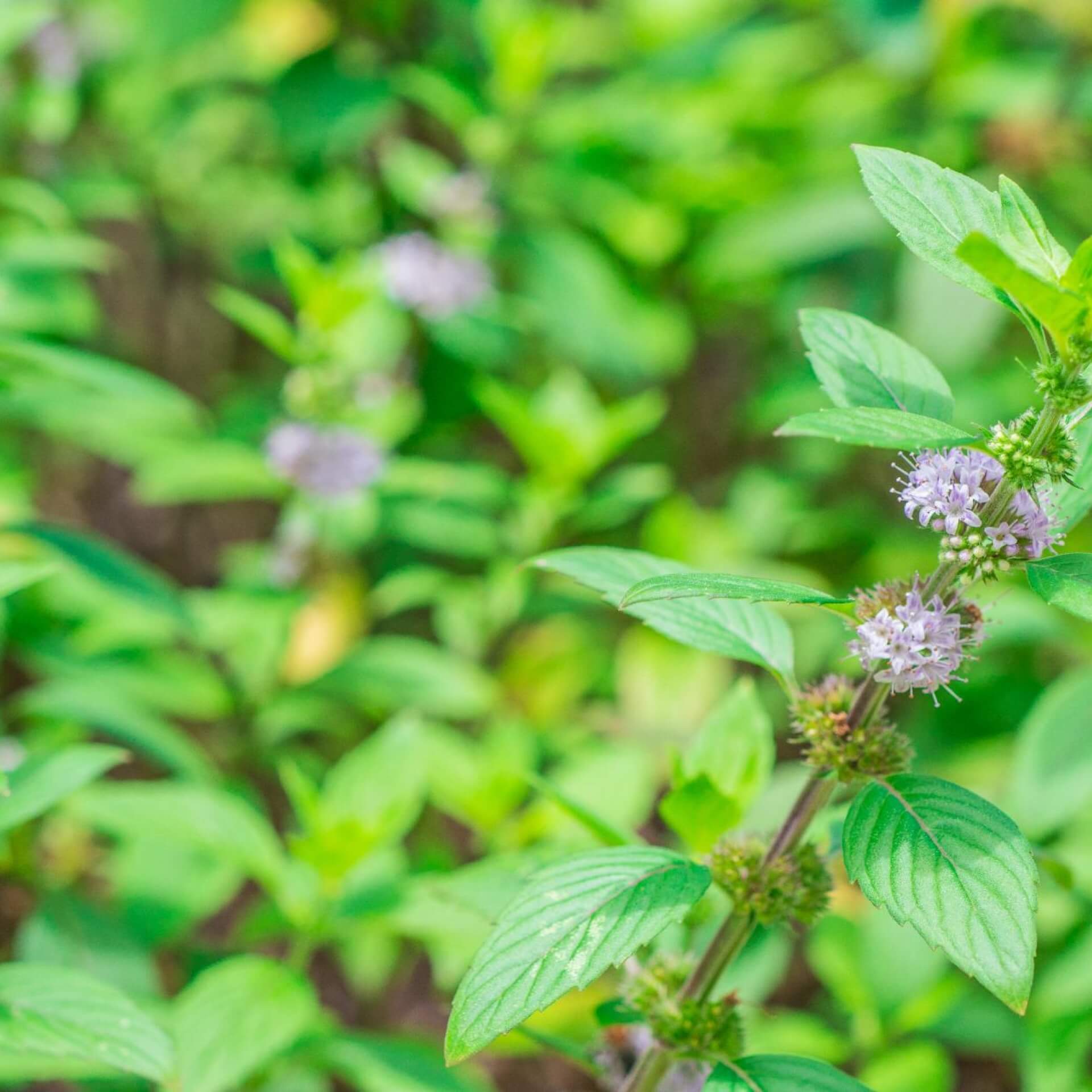 AckerMinze Expertenwissen für Garten & Balkon