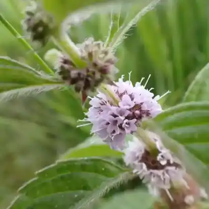 Foto von Acker-Minze (Mentha arvensis)
