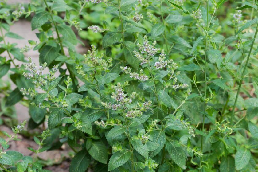 AckerMinze / Mentha arvensis
