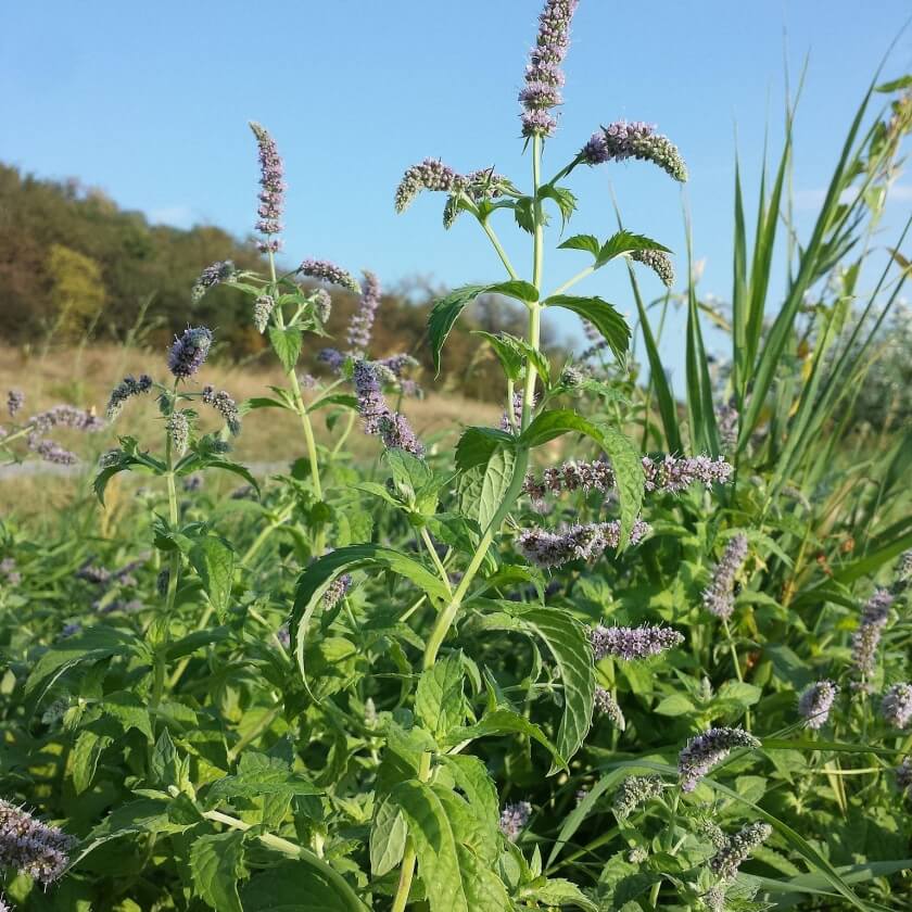 RossMinze / Mentha longifolia