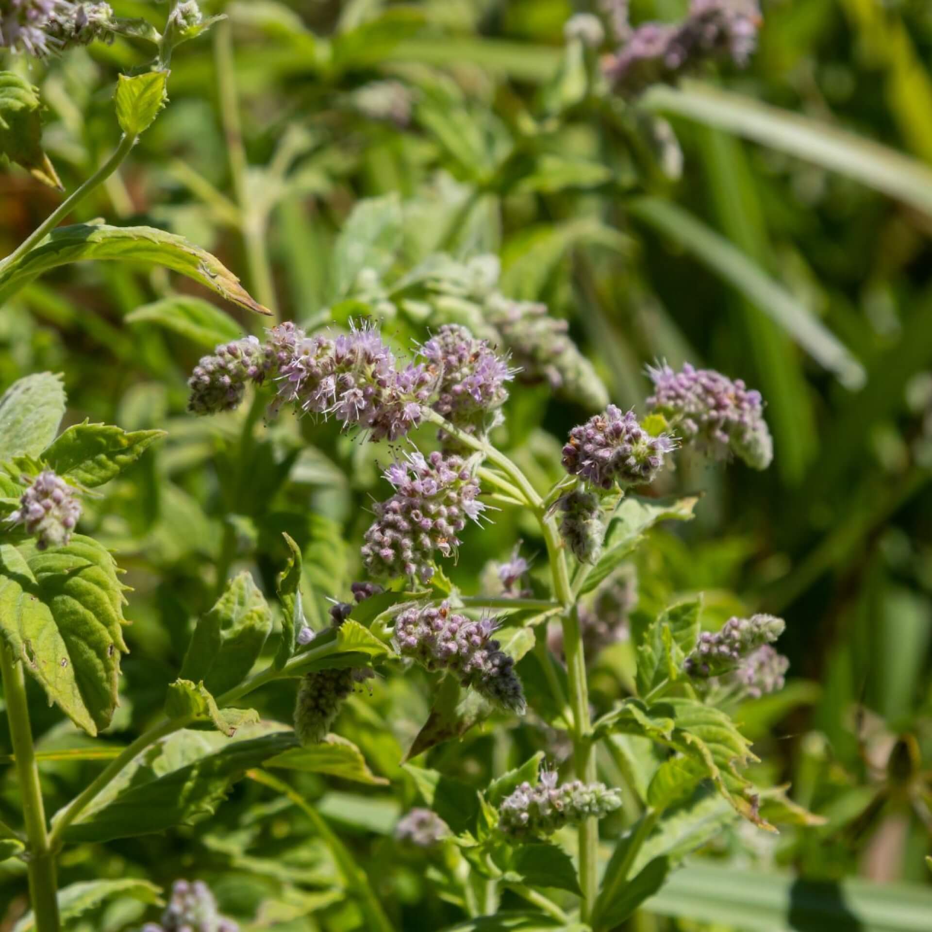 Ross-Minze (Mentha longifolia)