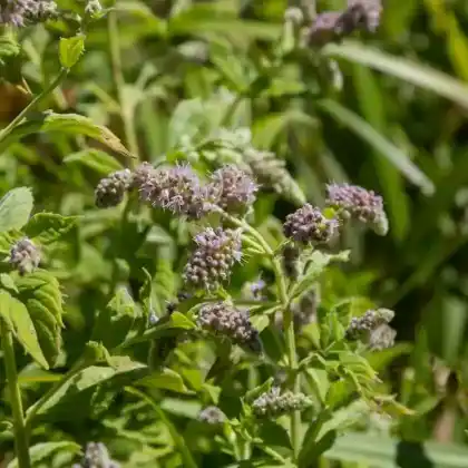 Foto von Ross-Minze (Mentha longifolia)