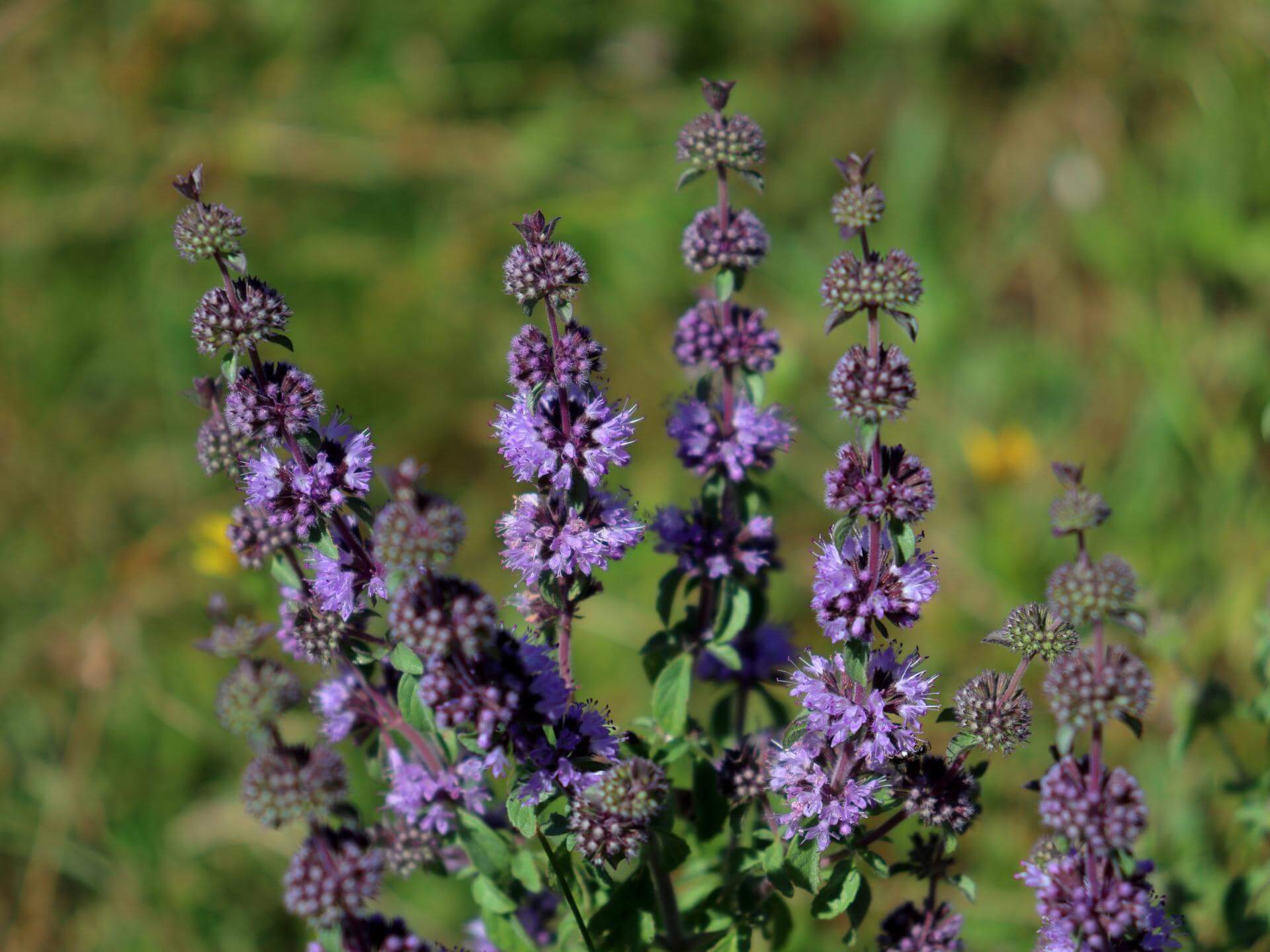 PoleiMinze / Mentha pulegium