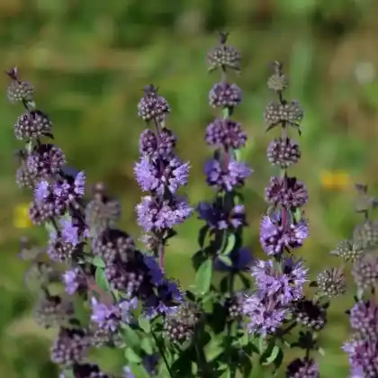 Foto von Polei-Minze (Mentha pulegium)
