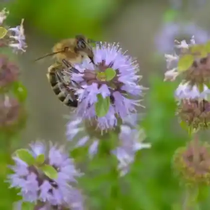 Foto von Teppichpoleiminze (Mentha pulegium 'Nanum')
