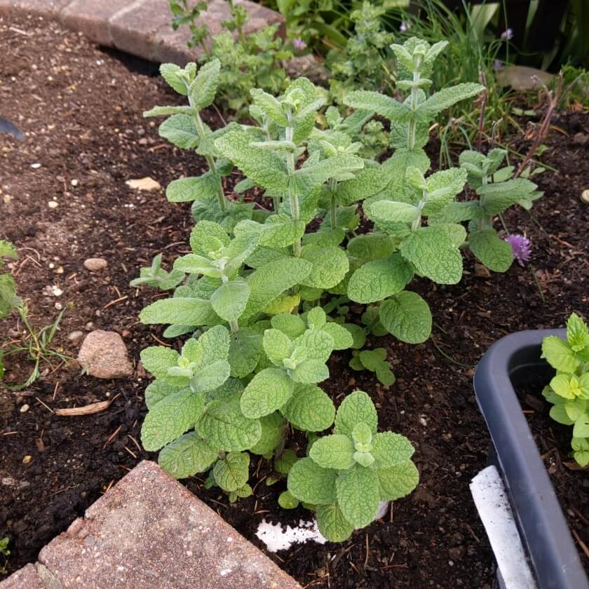 Grüne Minze / Mentha spicata
