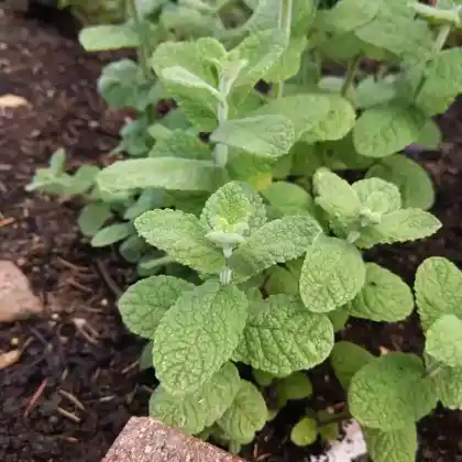 Foto von Grüne Minze (Mentha spicata)