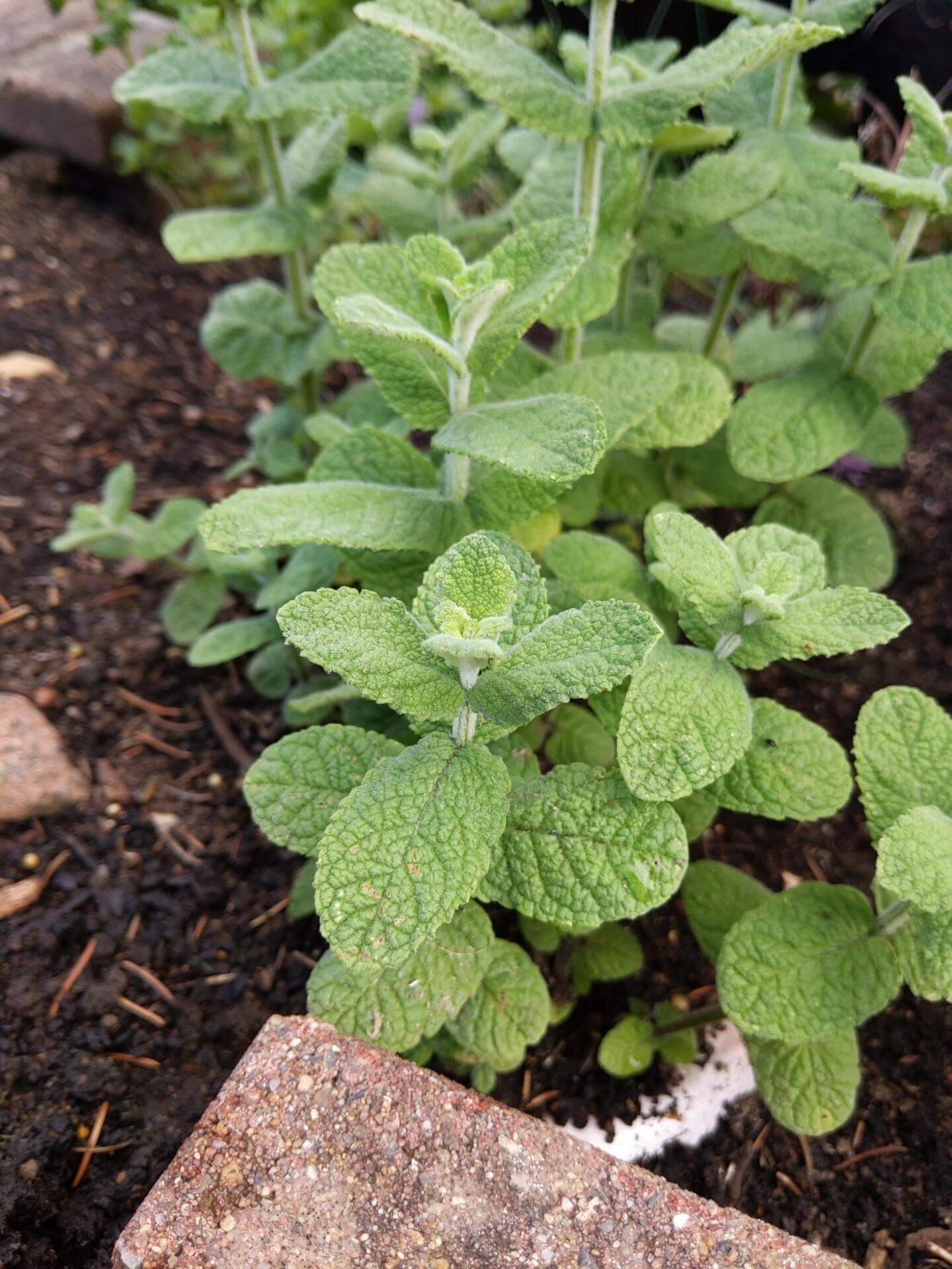 Grüne Minze / Mentha spicata