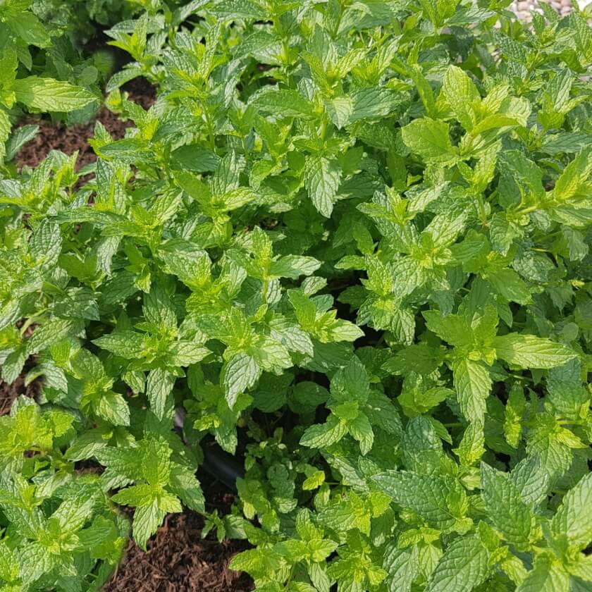 Marokkanische Minze 'Maroccan' / Mentha spicata 'Maroccan'