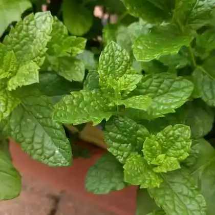 Foto von Marokkanische Minze 'Maroccan' (Mentha spicata 'Maroccan')