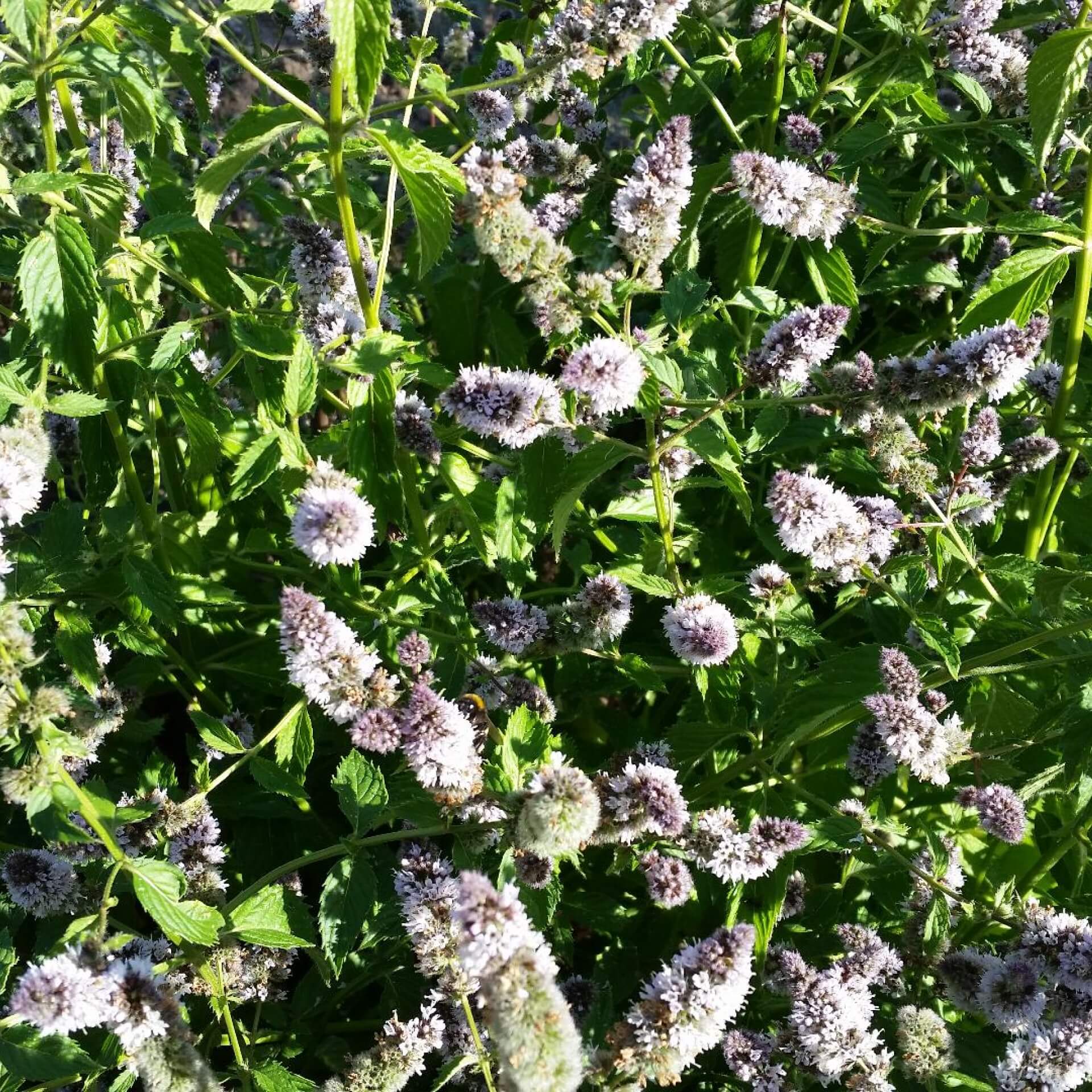 56+ Minze Garten Pflanzen, Die vielseitige minze erfreut sich großer