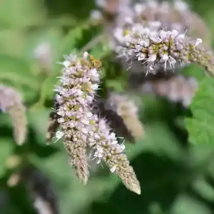 Foto von Rundblättrige Minze (Mentha suaveolens)