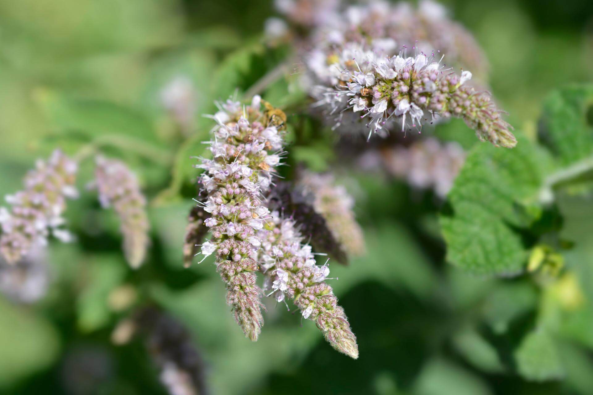 Rundblättrige Minze / Mentha suaveolens