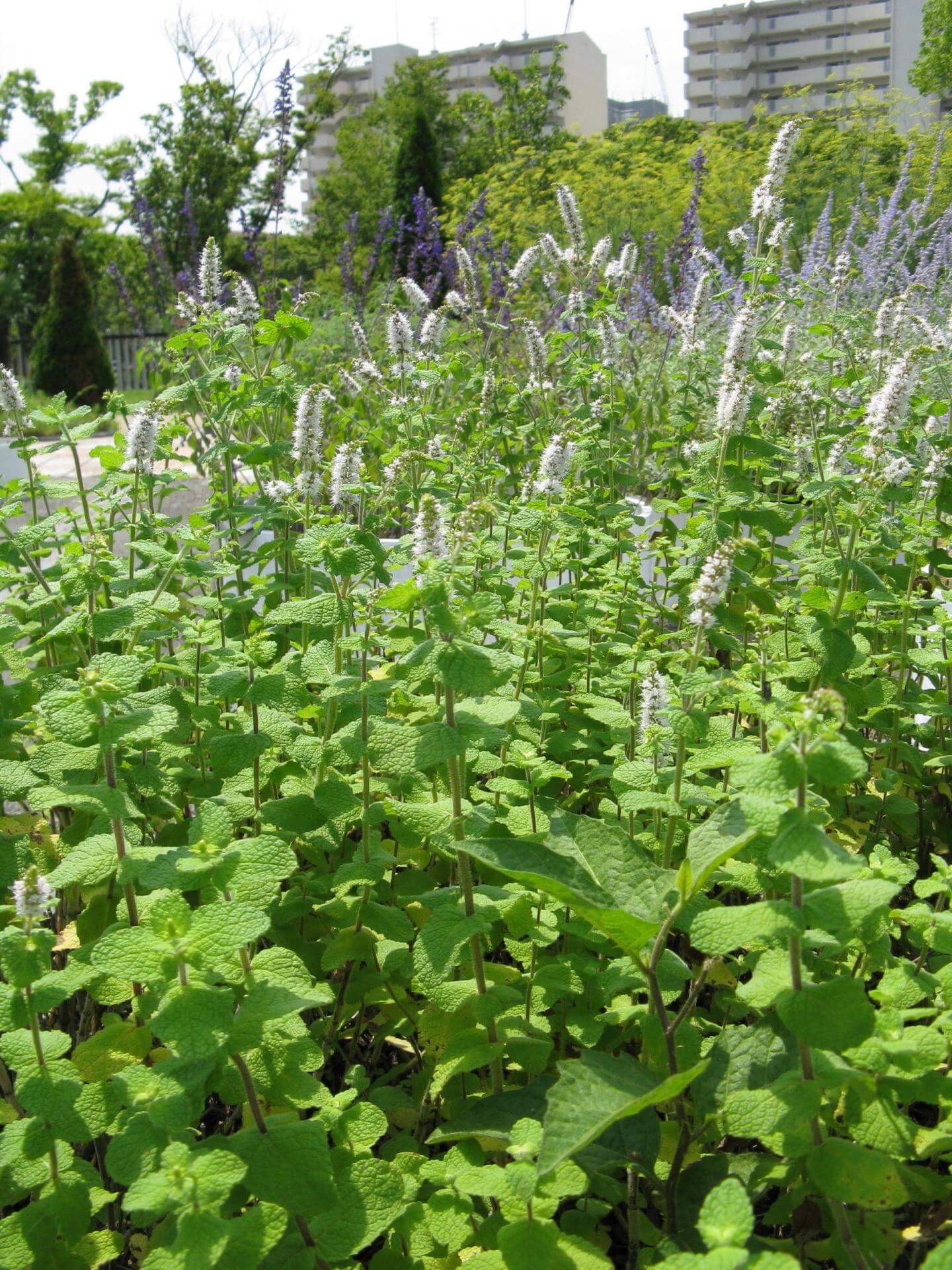 Rundblättrige Minze Expertenwissen für Garten & Balkon