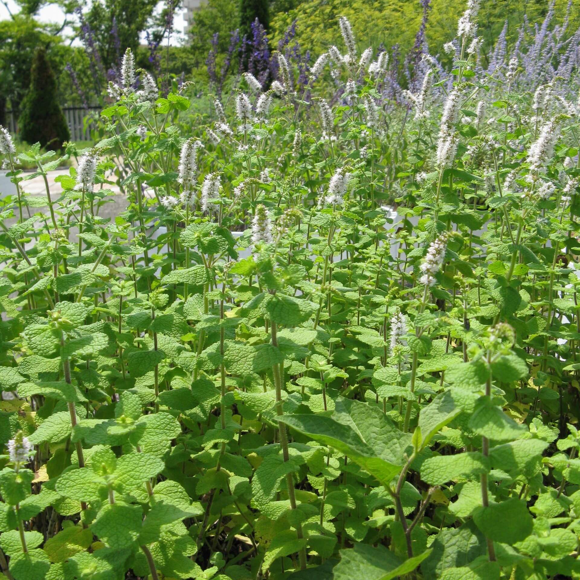 Rundblättrige Minze Expertenwissen für Garten & Balkon