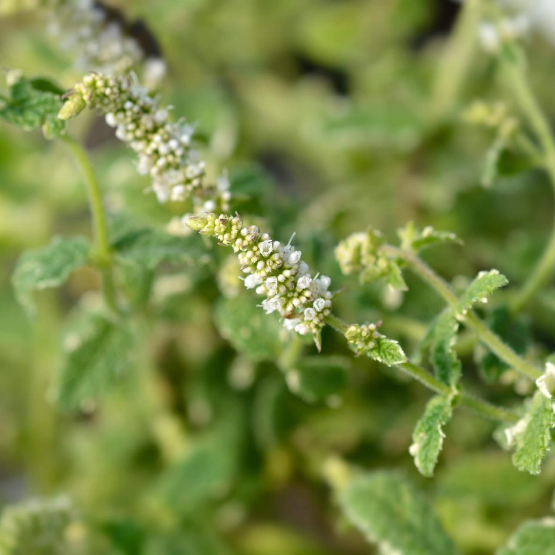 Buntblättrige Minze 'Variegata' (Mentha suaveolens 'Variegata')