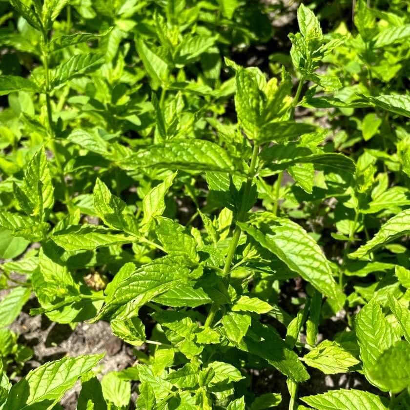 Pfefferminze / Mentha x piperita