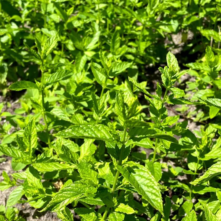 Pfefferminze / Mentha x piperita