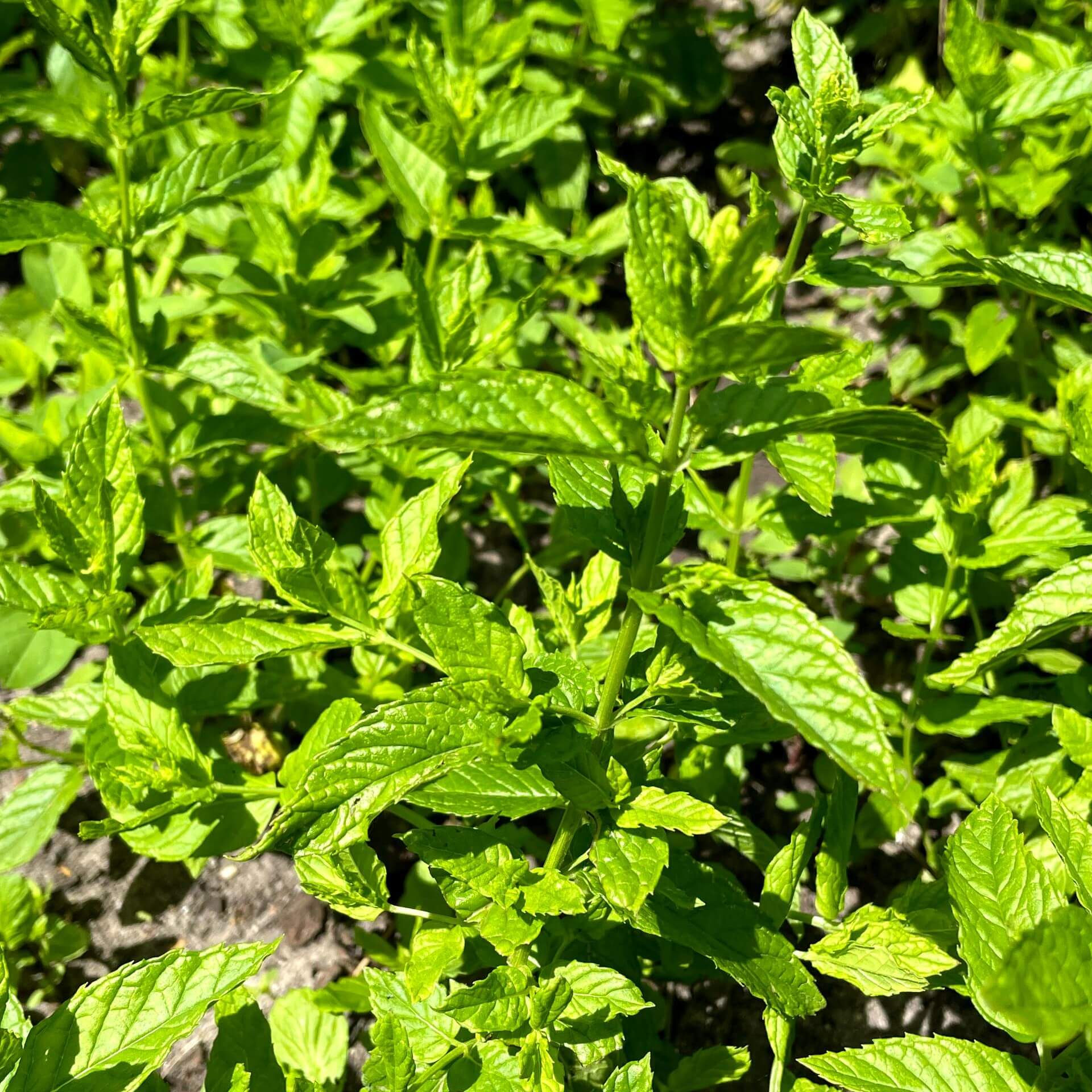 Pfefferminze (Mentha x piperita)