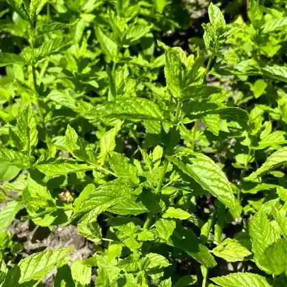 Foto von Pfefferminze (Mentha x piperita)